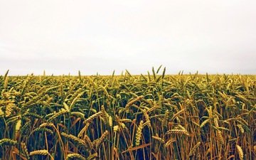 поле, колосья, пшеница, посевы, нива