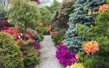 цветы, деревья, парк, дорожка, кусты, сад, англия, рододендрон, walsall garden