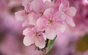 цветы, макро, весна, розовые, яблоня