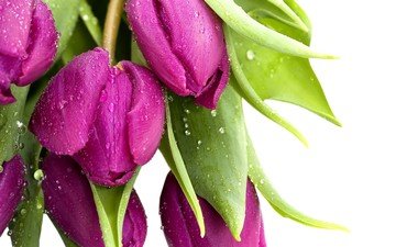 цветы, фиолетовый, тюльпаны