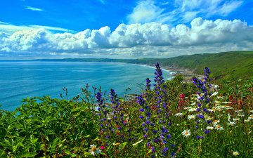цветы, море, побережье, залив, англия, корнуолл, whitsand bay, облака англия