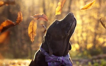 листья, взгляд, осень, собака, друг, лабрадор, aaron, maria luisa milla