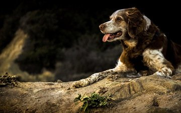 природа, собака, спаниель, бретонский, wilkof photography