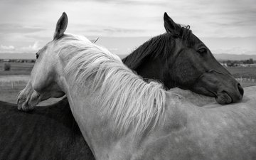 чёрно-белое, лошади, кони, дружба