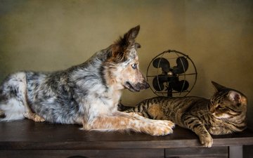 кошка, собака, друзья, австралийская овчарка, вентилятор