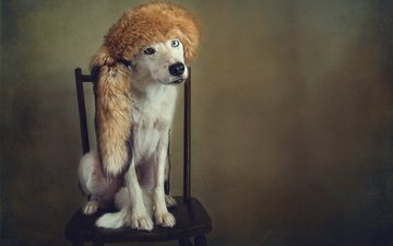 стиль, портрет, ретро, обработка, собака, стул, шапка, мех, разные глаза, лисий хвост