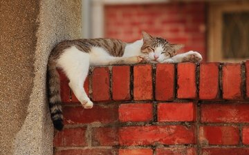 кот, лапы, стена, отдых