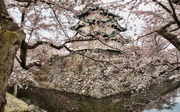 деревья, вода, камни, отражения, водоем, пагода, япония, весна, сакура, цветущая, кладка, хиросаки