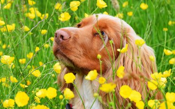 цветы, взгляд, собака