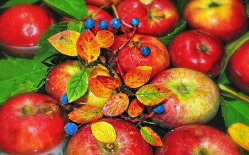 вода, ветка, листья, фрукты, яблоки, осень, ягоды, голубика