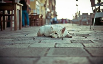 собака, одиночество, улица