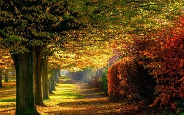 дорога, деревья, природа, лес, листья, парк, осень, тропинка, прогулка, расцветка, деревь, опадают, на природе, осен, автодорога,  листья, красочная