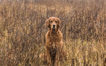 взгляд, осень, собака, друг, золотистый ретривер, tom landretti, canine camouflage