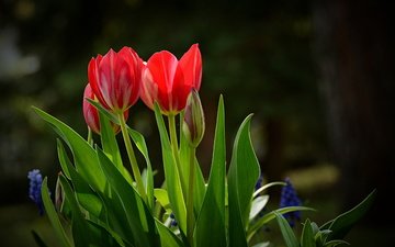 цветы, красные, весна, тюльпаны, краcный, тульпаны, весенние