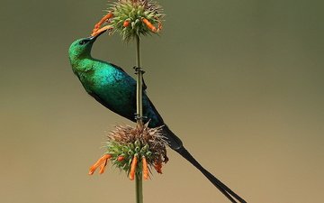 цветок, птица, нектарница, malachite sunbird, малахитовая