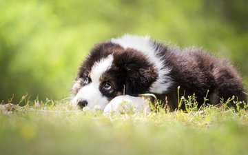 трава, собака, лежит, щенок, чёрно-белый, лужайка, бордер-колли