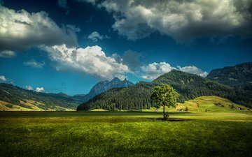 трава, облака, горы, дерево, лес, поле, домики, швейцария