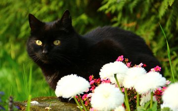 цветы, кот, взгляд, черный кот