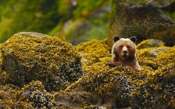 камни, медведь, канада, заповедник, гризли, британская колумбия, great bear rainforest