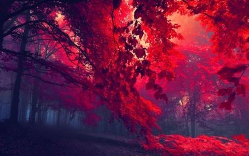 деревья, лес, листья, туман, ветки, листва, осень