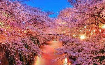 ночь, деревья, огни, река, цветение, парк, япония, весна, сакура