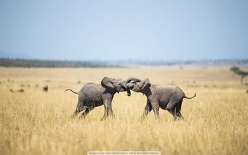 друг, слоны, здороваются, обнимая, друга.
