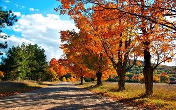 дорога, деревья, лес, осень, краски осени