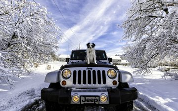 снег, зима, машина, собака, джип, jeep wrangler