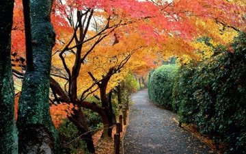 деревья, листья, парк, дорожка, кусты, осень, япония, сад