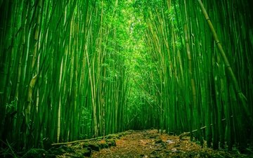 природа, бамбук, бамбуковый лес