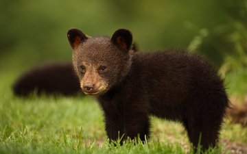 трава, взгляд, медведь, медвежонок, барибал, чёрный медведь