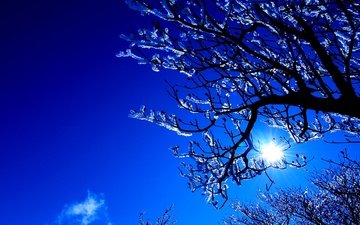 небо, деревья, солнце, снег, зима, ветки, синее