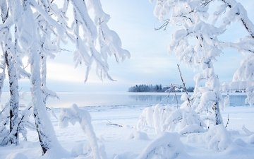 деревья, озеро, снег, зима, ветки, канада, северо-западные территории, kakisa lake, озеро какиса