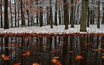 снег, листья, зима, отражение, парк, осень, первый снег