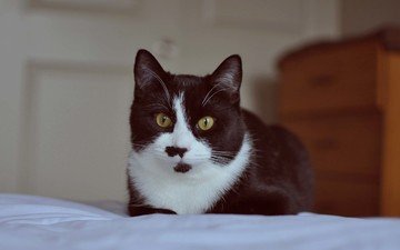 глаза, кот, усы, кошка, чёрно-белый