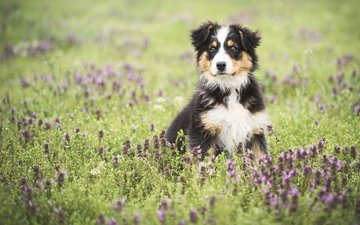 цветы, поле, собака, луг, щенок, австралийская овчарка, аусси