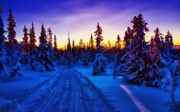 дорога, деревья, лес, закат, зима, пейзаж