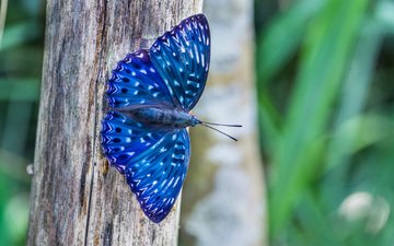 природа, дерево, макро, насекомое, бабочка, синяя, dichorragia nesimachus
