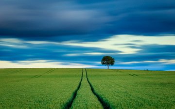 небо, дерево, поле, горизонт, пшеница
