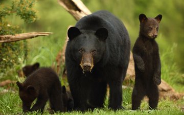 животные, семья, медведи, стойка, медведица, медвежата, барибал, чёрный медведь