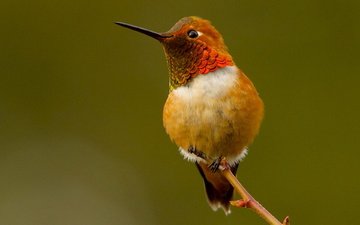 птица, колибри, охристый колибри, рыжий селасфорус
