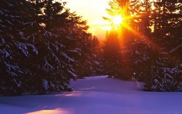 небо, дорога, деревья, солнце, снег, зима