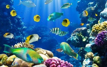 море, рыбки, рыбы, океан, кораллы, риф, подводный мир