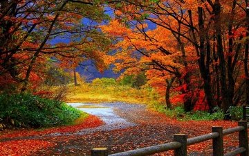 дорога, деревья, листья, парк, осень, забор