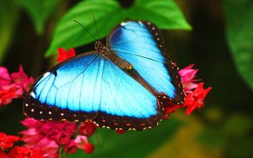 макро, насекомое, цветок, бабочка, крылья, голубая, морфо