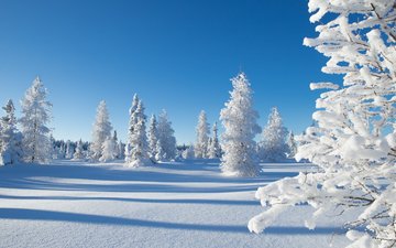 деревья, снег, природа, лес, зима, канада, какиса, северо-западные территории, деревья2