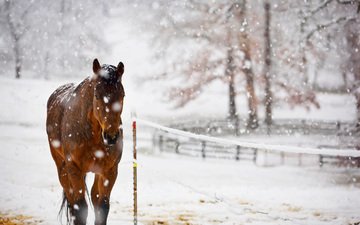 лошадь, снег, природа, конь