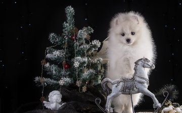 новый год, белый, щенок, ангел, ель, праздник, конь, шпиц