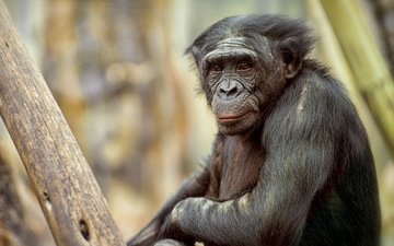 природа, обезьяна, примат, карликовый шимпанзе, шимпанзе