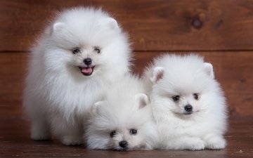 белый, щенки, трио, милый, шпиц